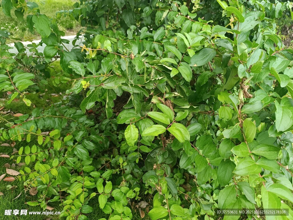繁茂绿植景观