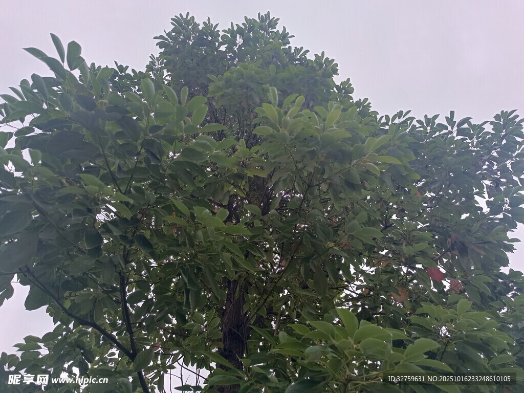高大繁茂的绿树