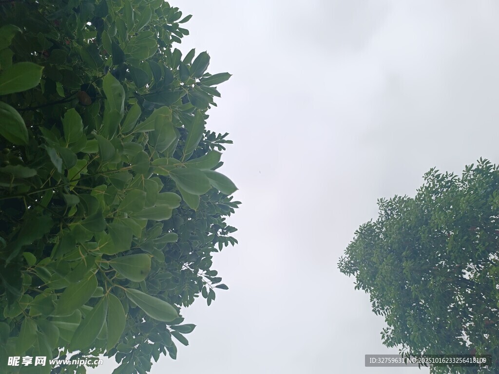 仰视葱郁树木