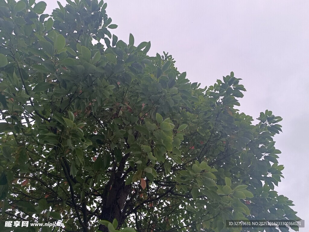 繁茂绿树