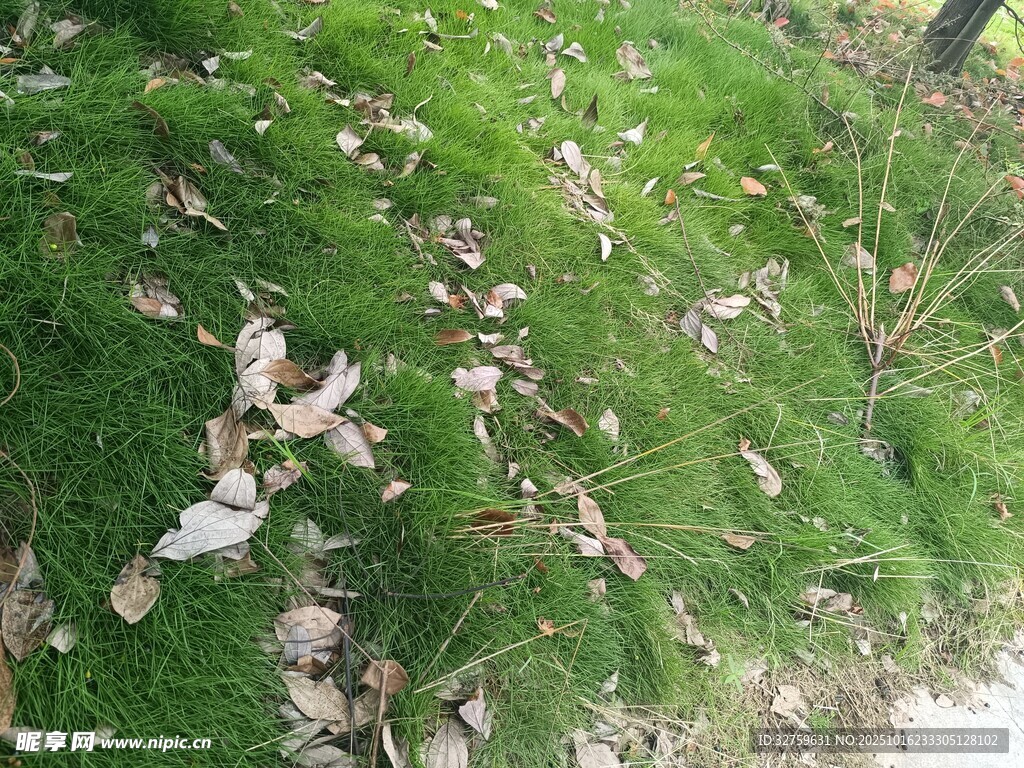 草地上散落的白色碎片