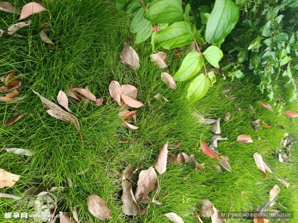 绿叶间的多彩落叶