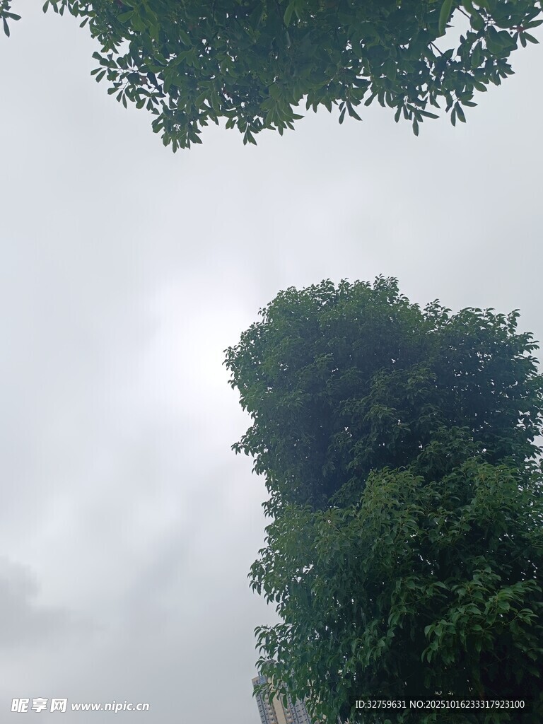 云雾中的葱郁山林