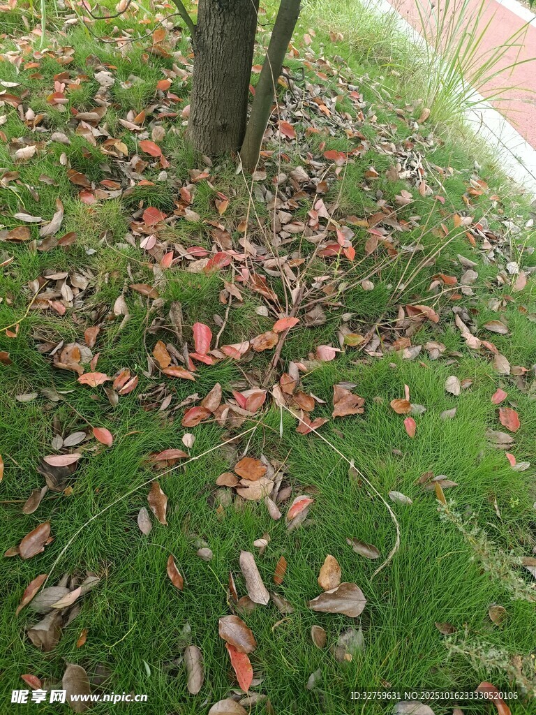 树下落叶铺就秋日美景