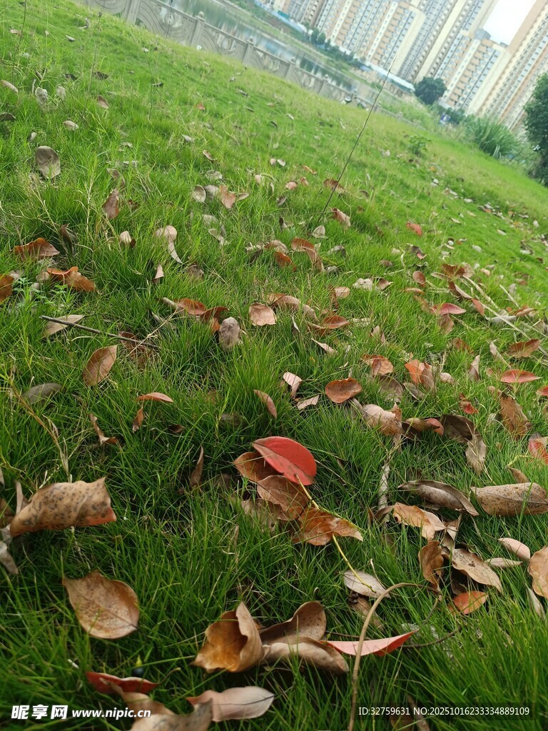 草地上的缤纷落叶