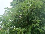 茂盛绿叶的树木景观