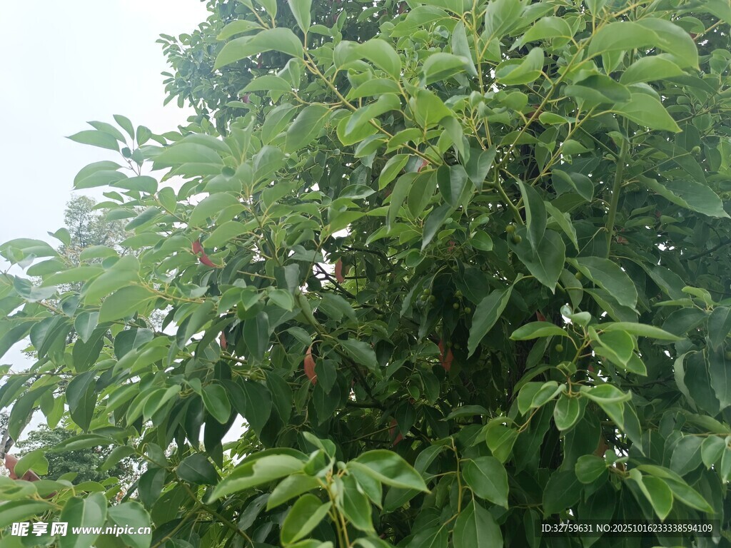 茂盛绿叶的树木景观