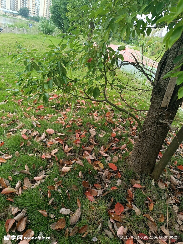 树下落叶与绿植景象