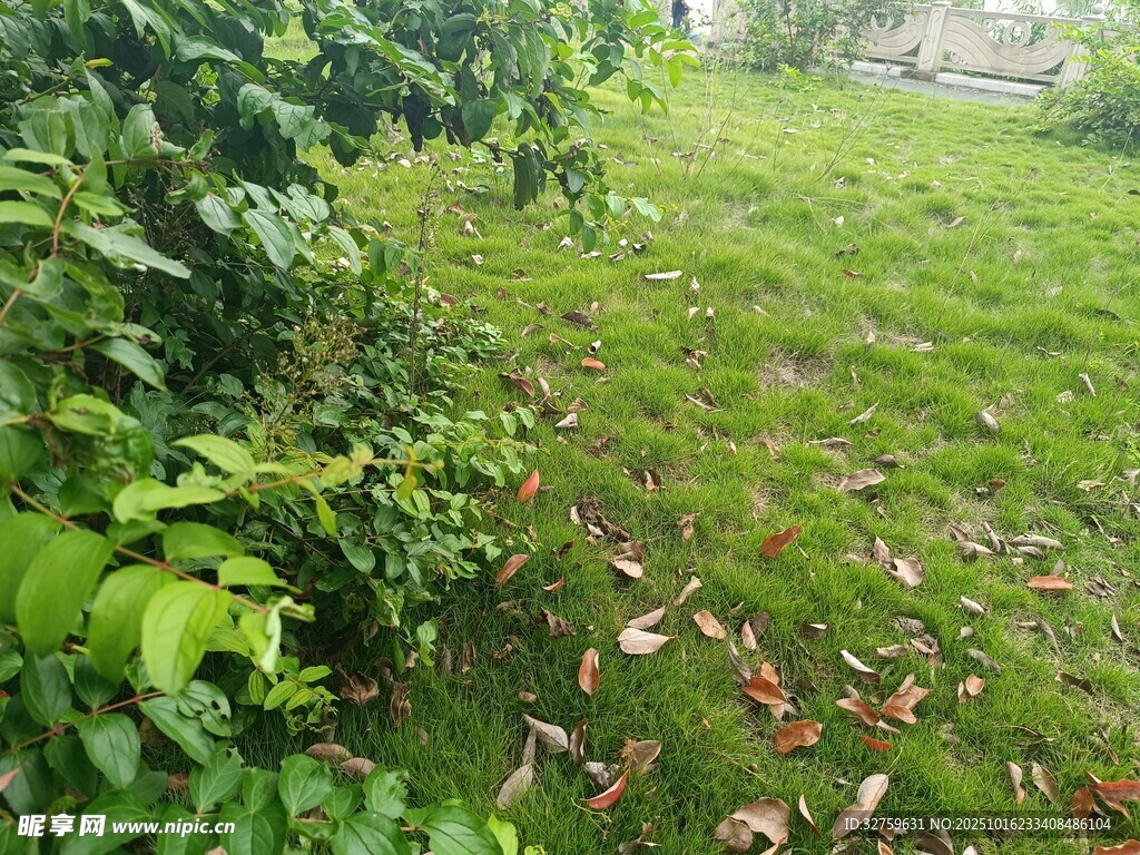 绿意盎然的草地与绿植