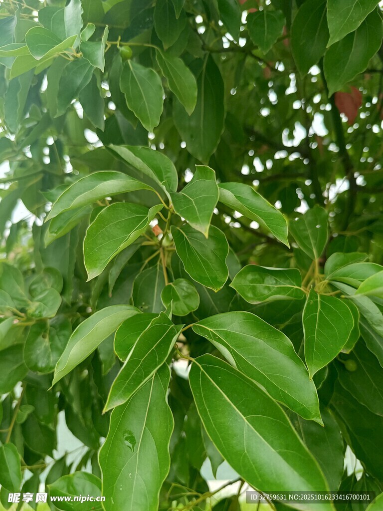 绿叶白花的繁茂植物