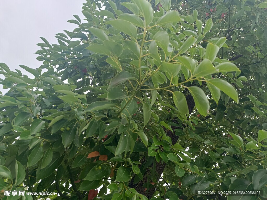 茂盛绿树展现盎然生机