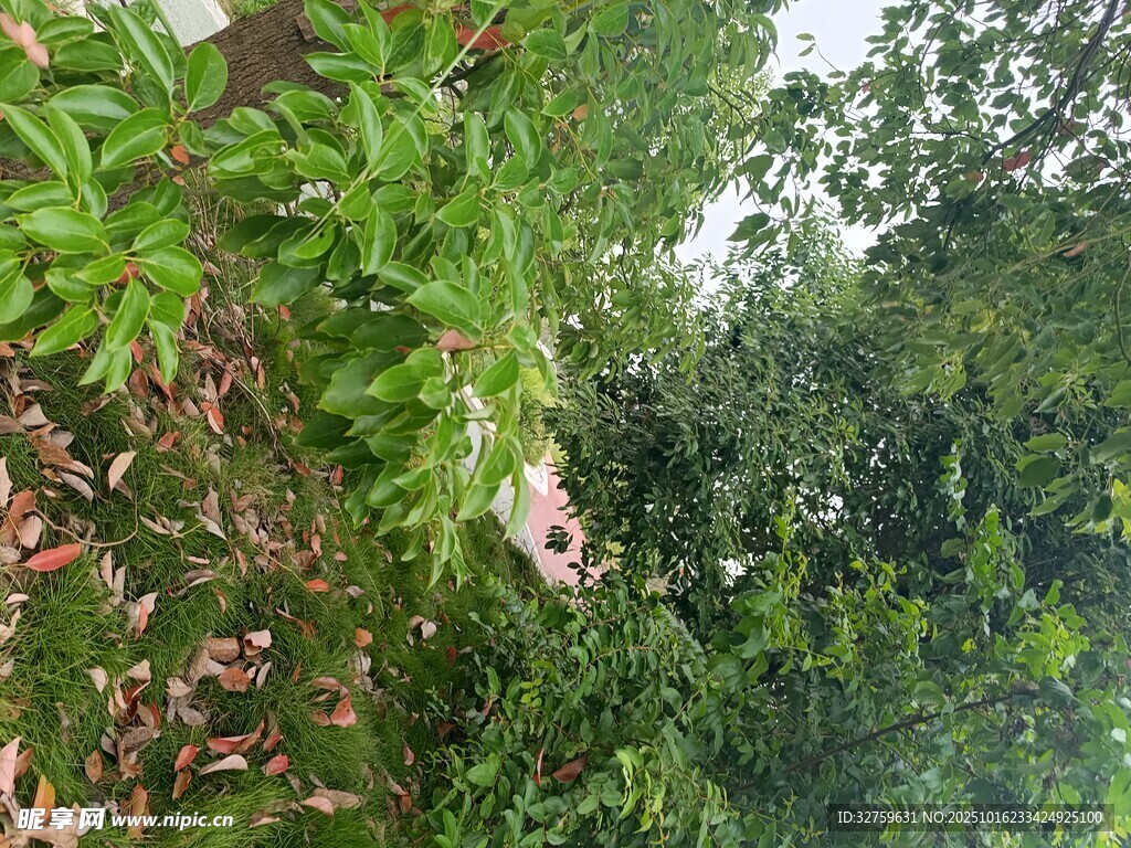 茂密丛林中的自然景象