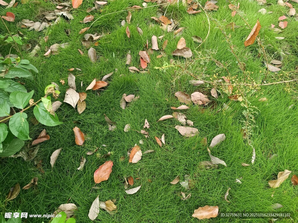 草地上散落的多彩落叶