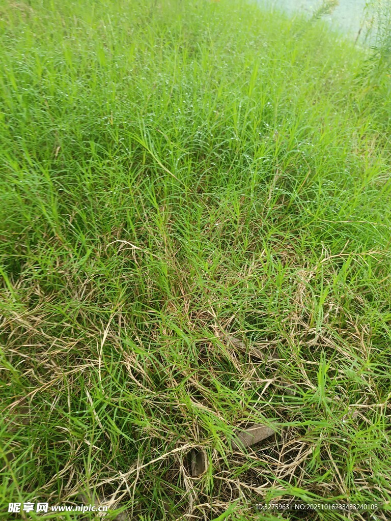 翠绿草地特写