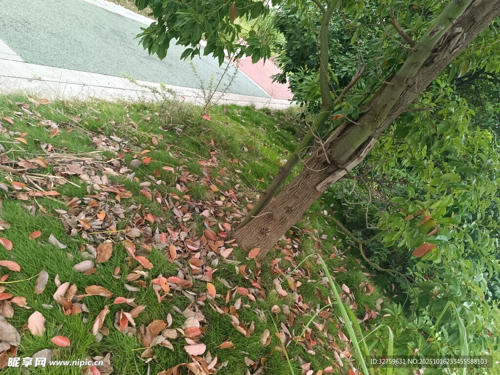 落叶铺地的绿意盎然景致