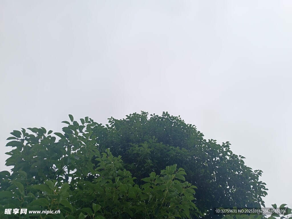 树梢上的朦胧天空