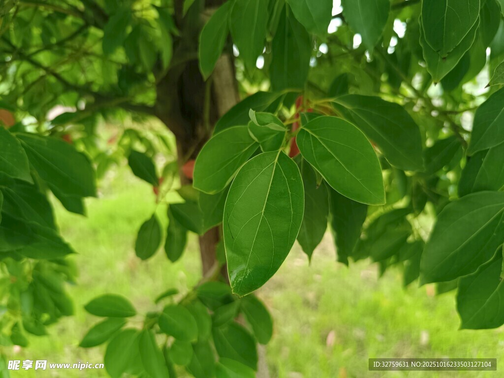 翠绿树叶映衬下的生机景象