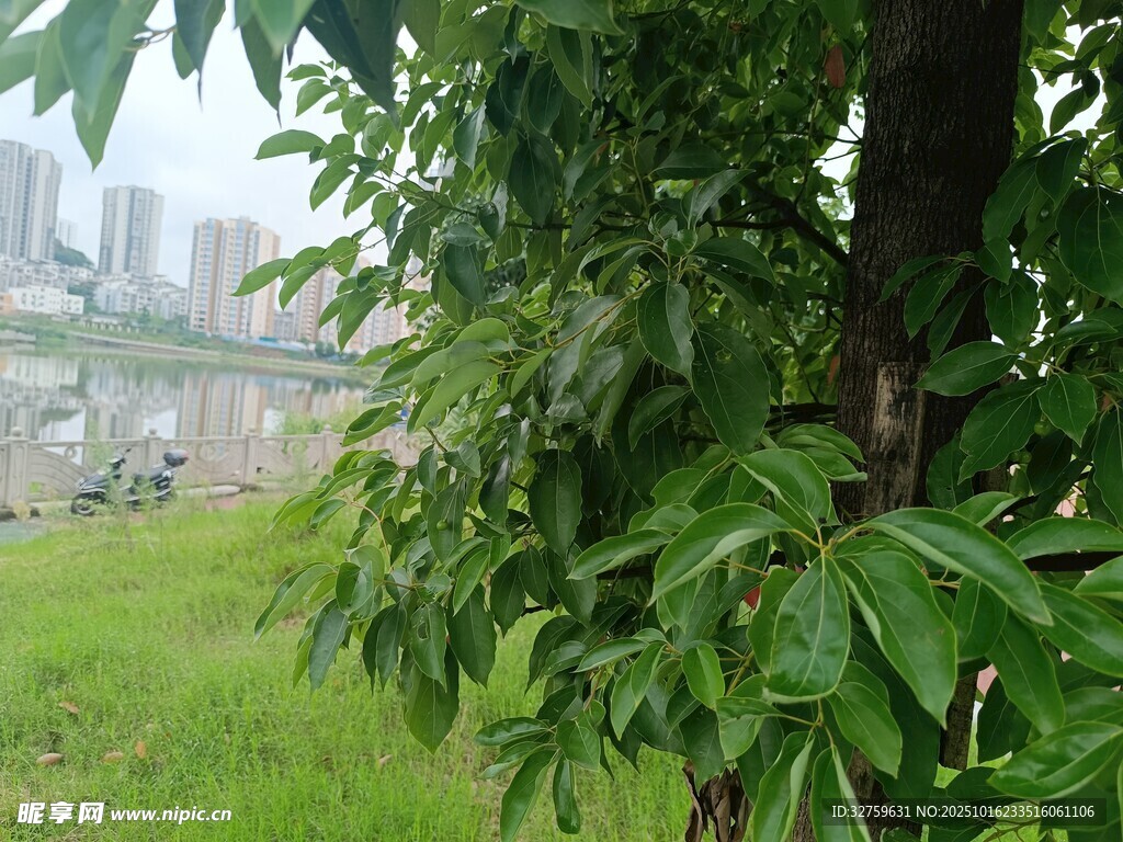 绿叶繁茂的树与城市远景