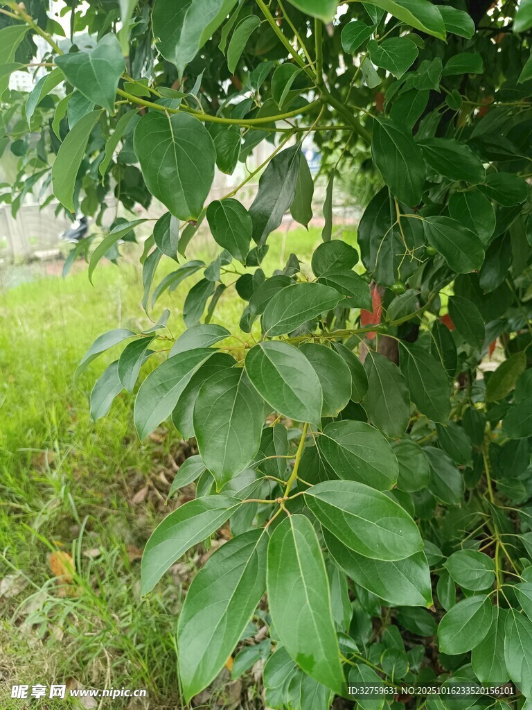 绿叶繁茂的植物景象