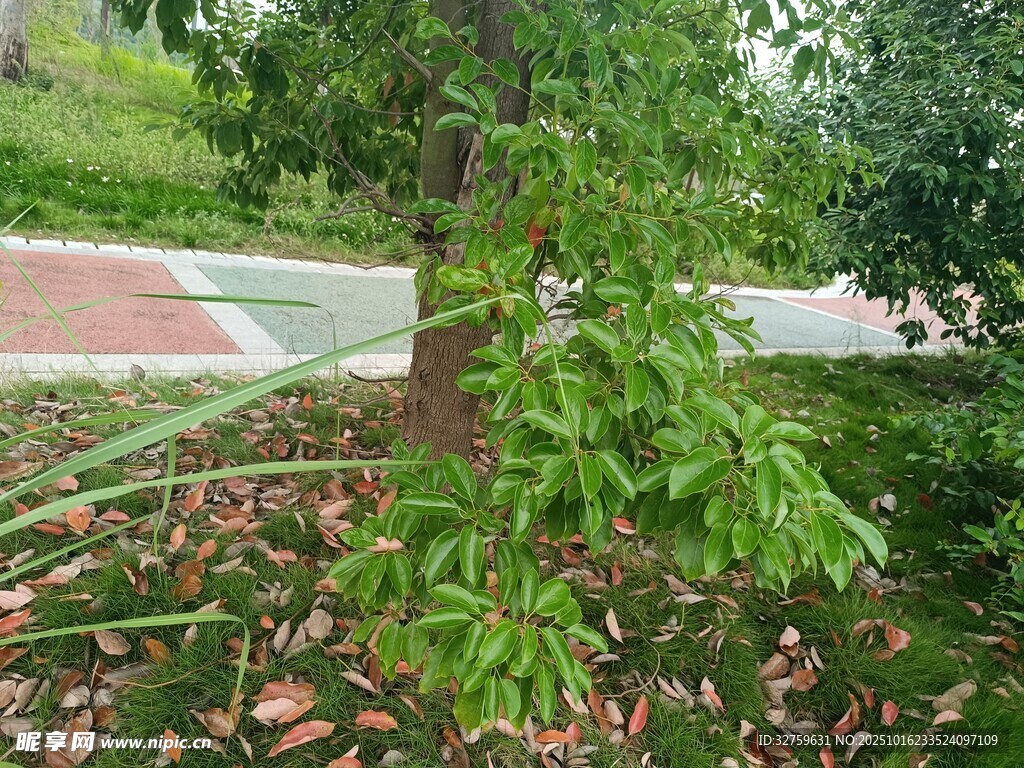 路边绿意盎然的树木