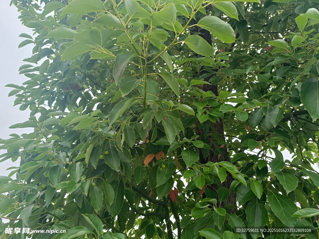 绿叶繁茂的果树