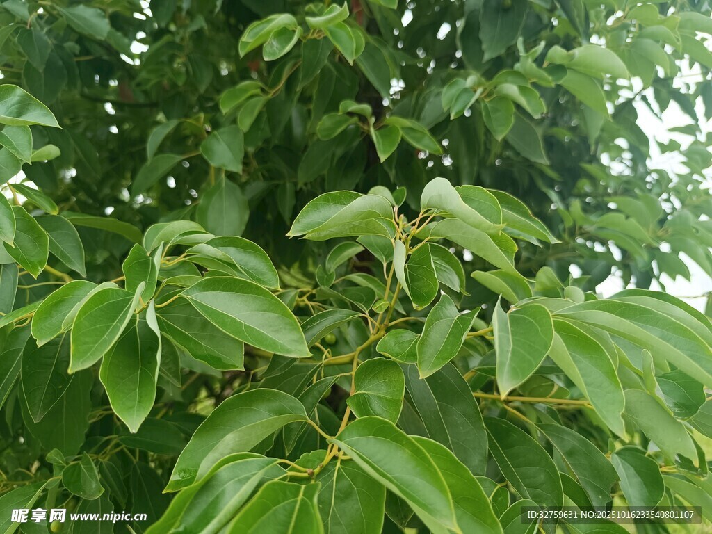 翠绿繁茂的树叶景象
