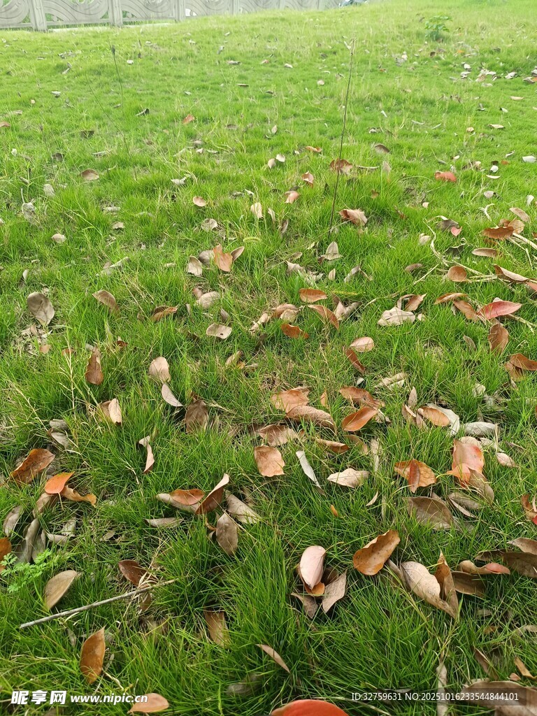 草地散落枯叶景象