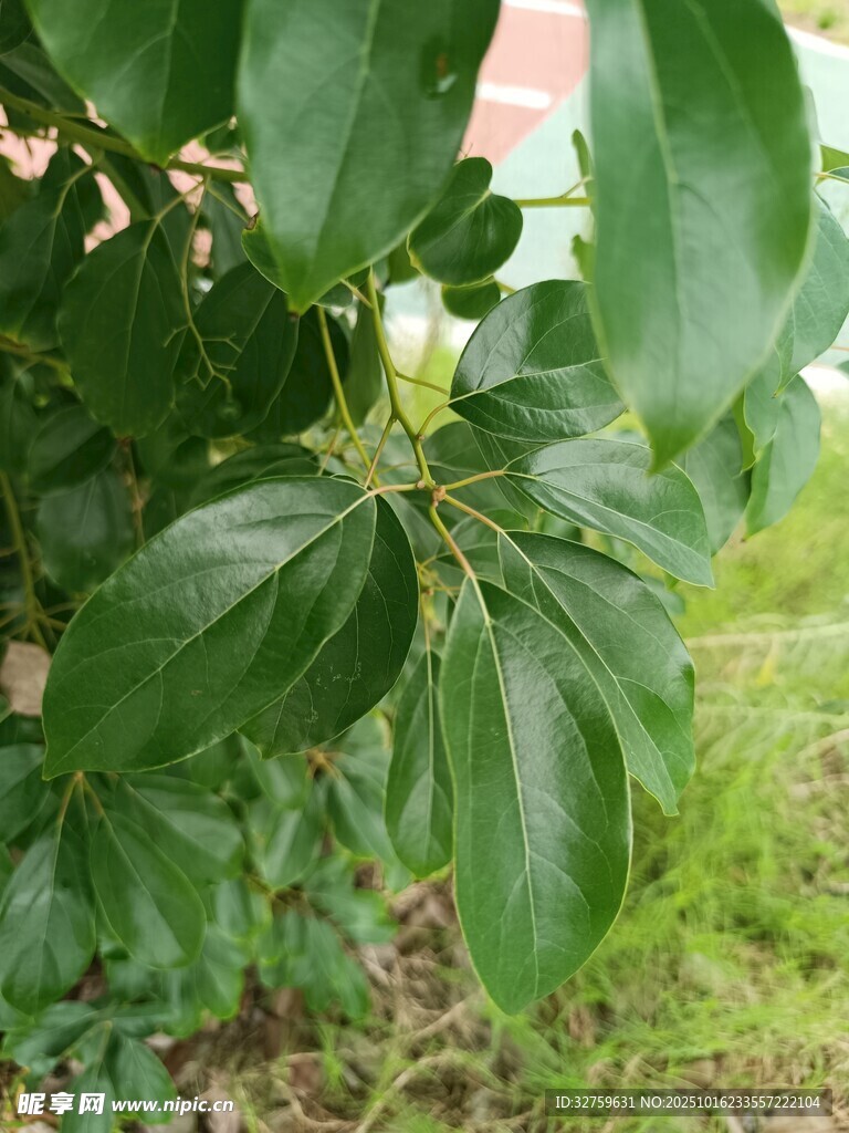绿叶丛中的白色花朵