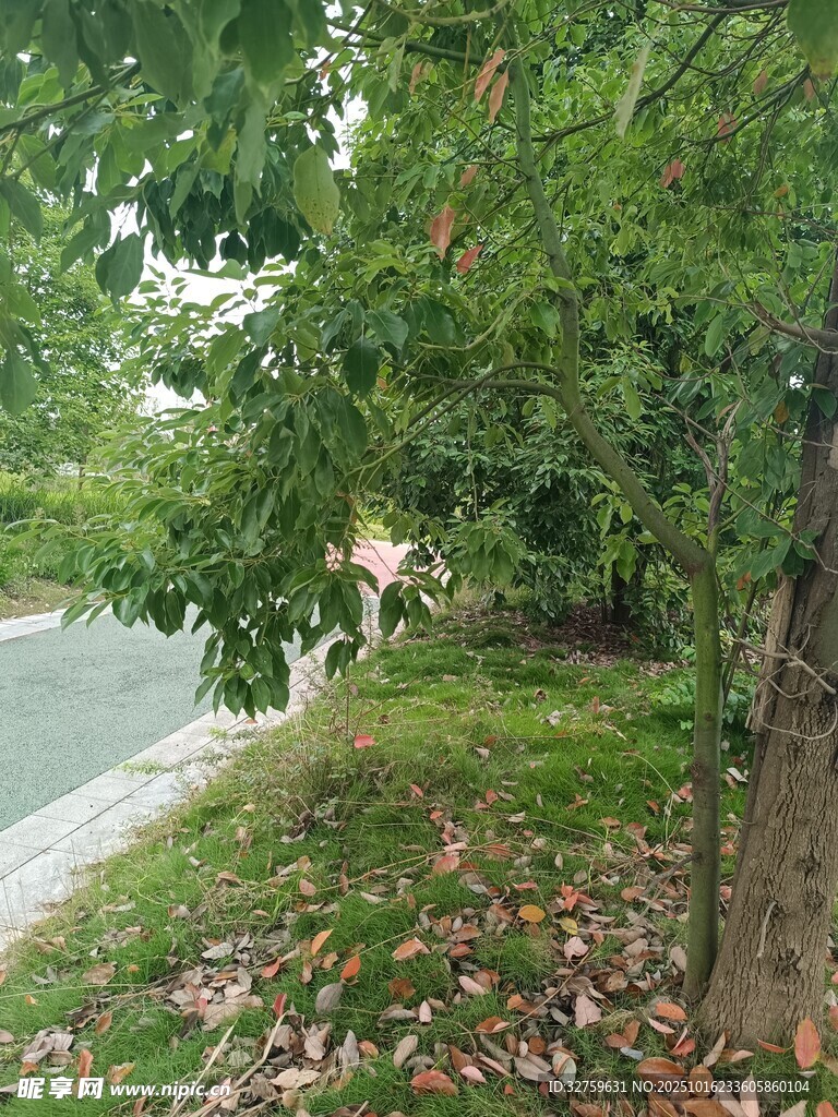 路边秋景