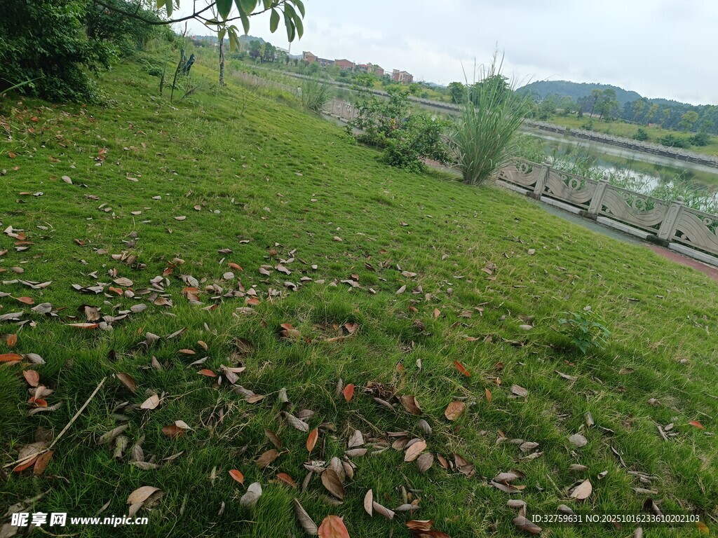 绿意盎然的户外草地风景