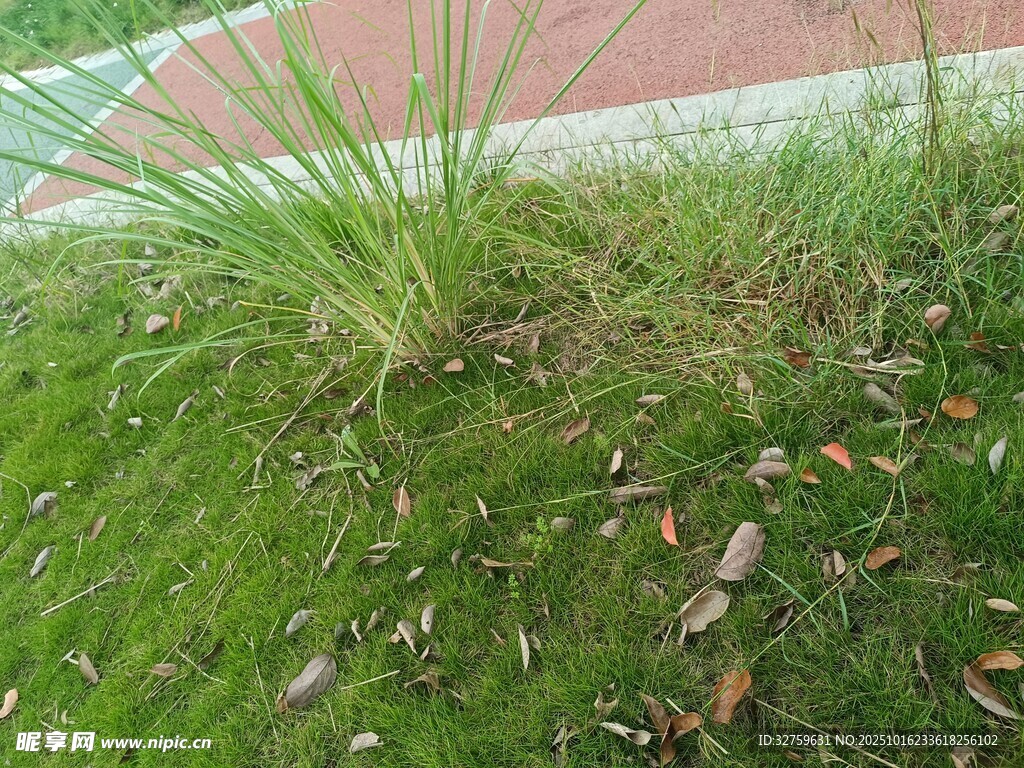 草地边的绿植与散落枯叶