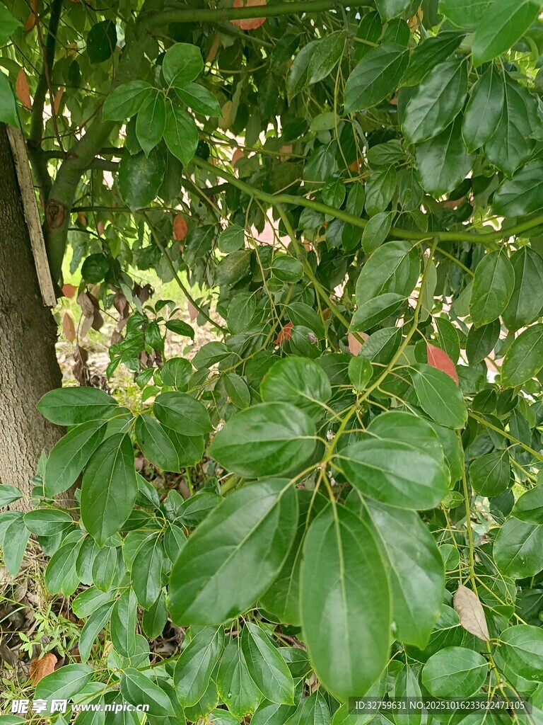 绿叶繁茂的自然景象