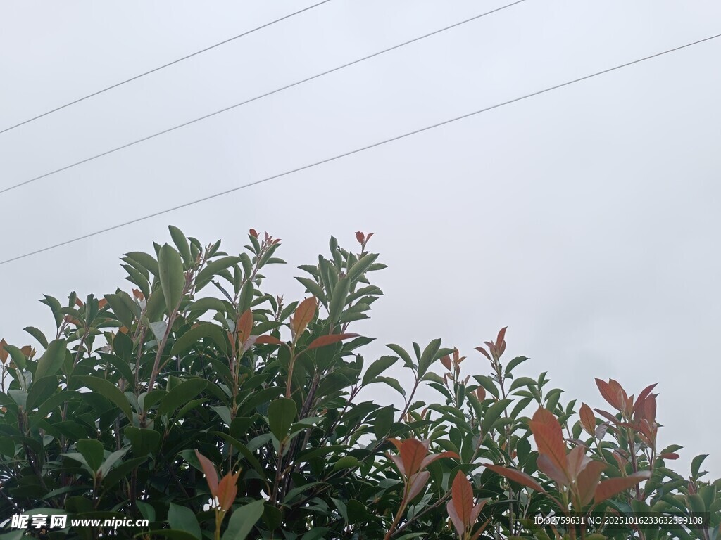 绿叶红边的繁茂植物