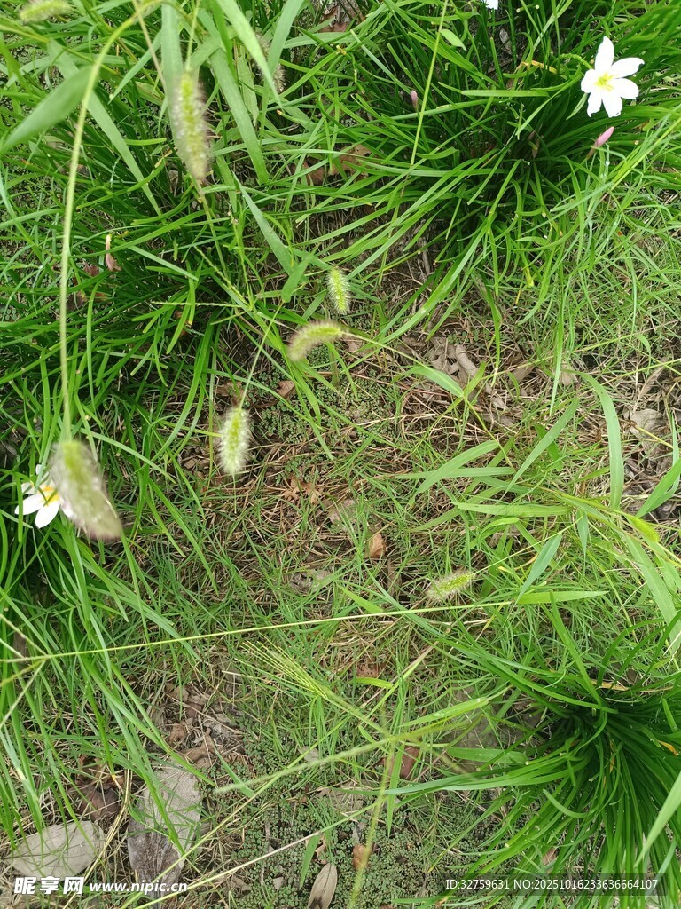 草丛中的白色小花