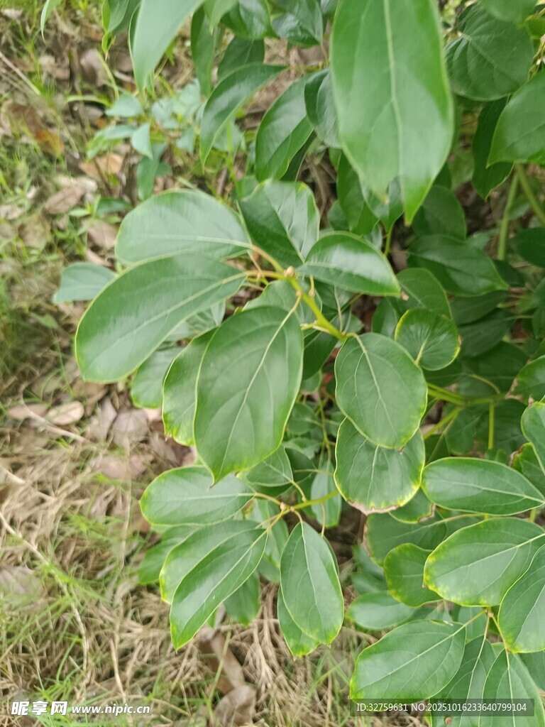 绿叶植物特写