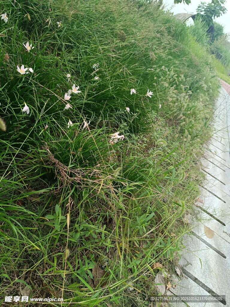 木栈道旁的清新草地小花