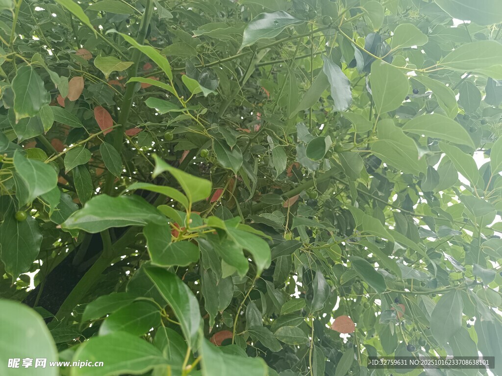 绿叶丛中的果实