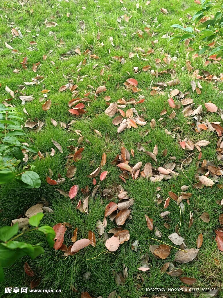 草地落叶景象