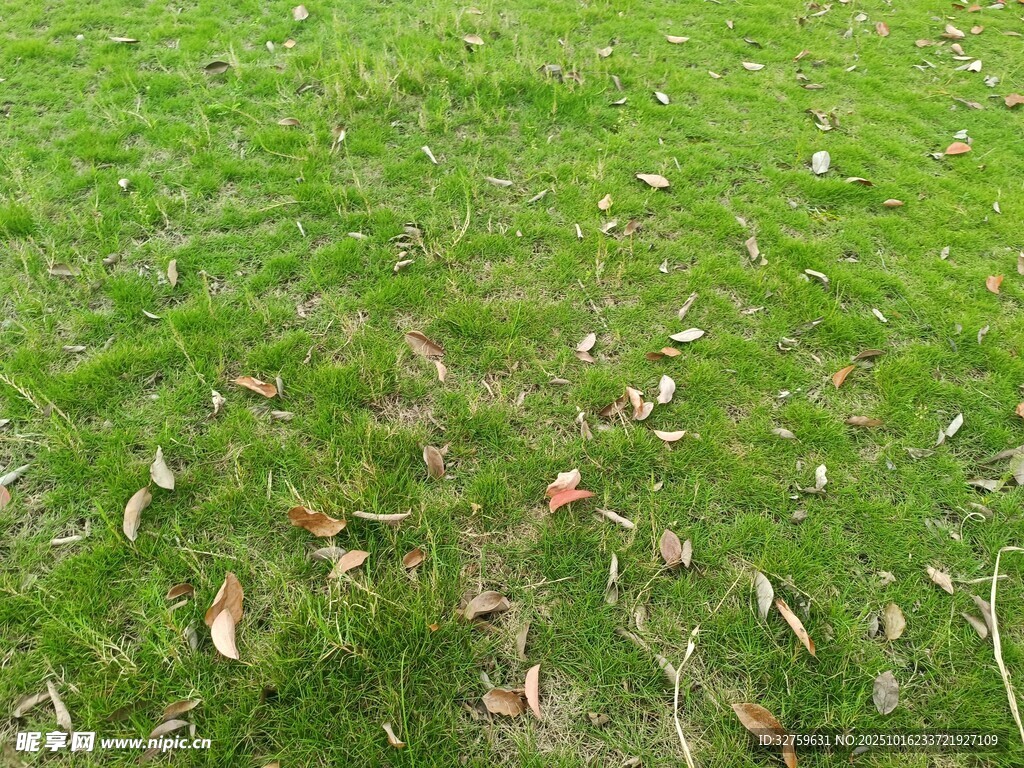 翠绿草地散落枯黄树叶