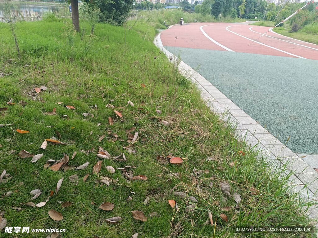 操场边的草地与落叶