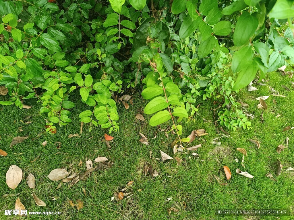 绿意盎然的草地与植物