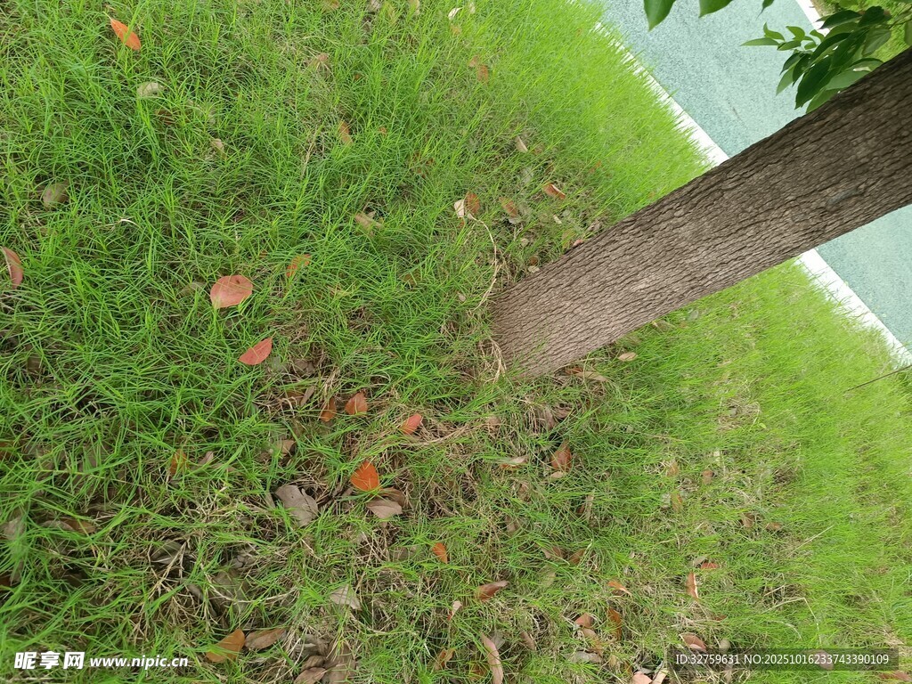 树干旁的翠绿草地