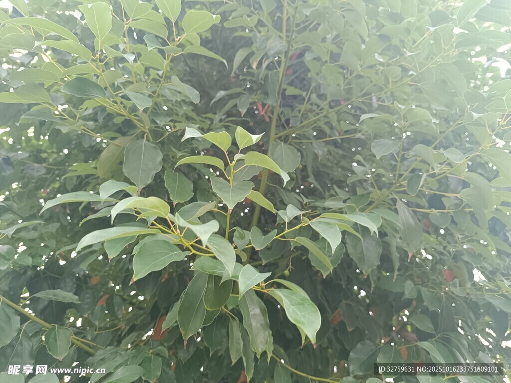 茂密绿植展现自然生机