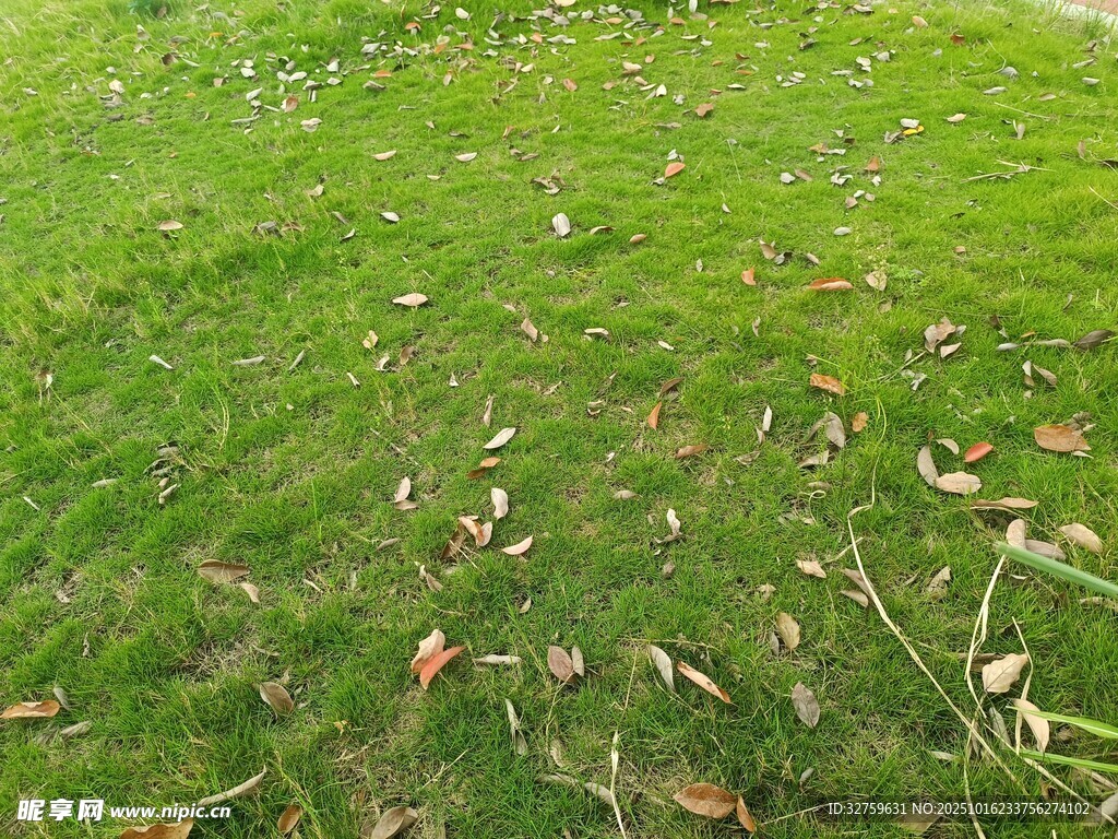 翠绿草地散落枯黄树叶