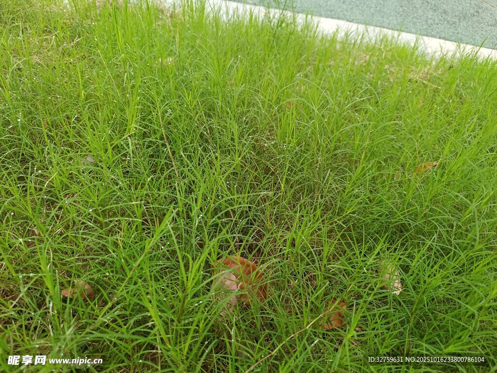 翠绿草地近景