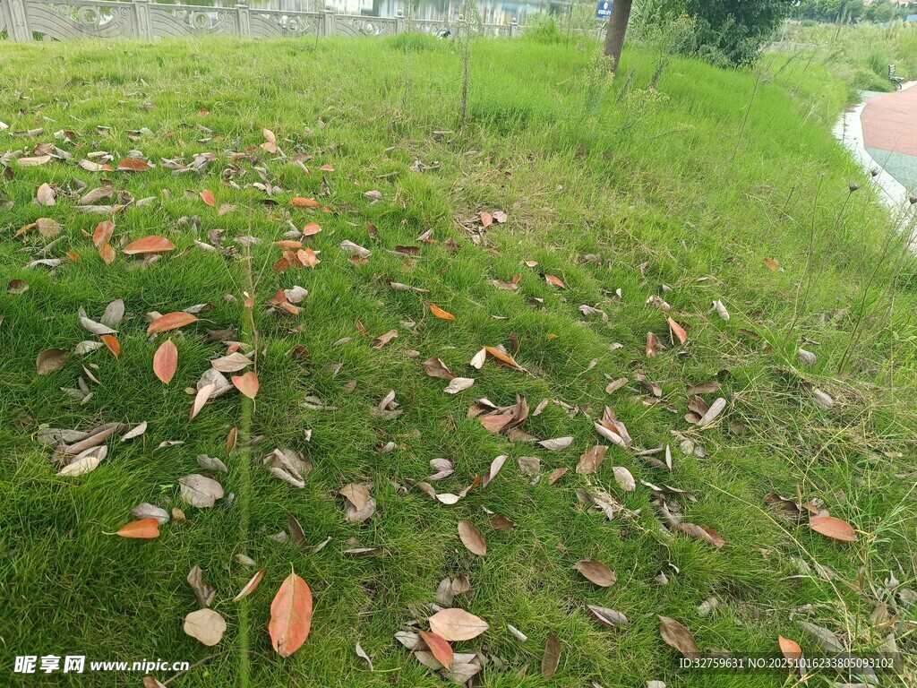 草地上散落的多彩树叶