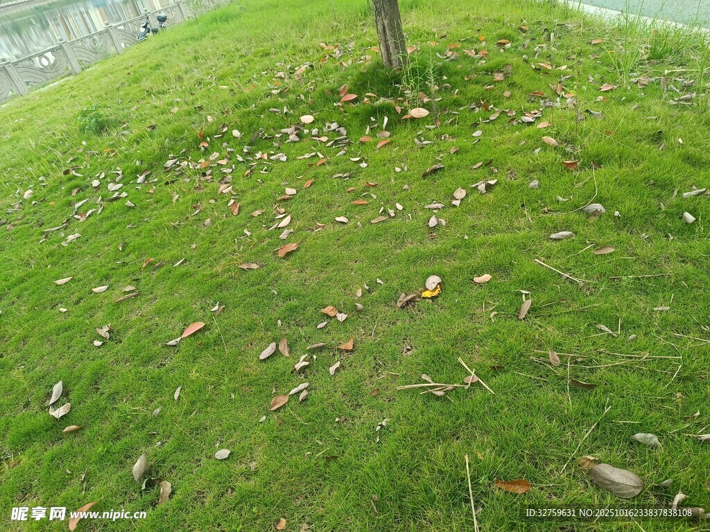草地落叶景象
