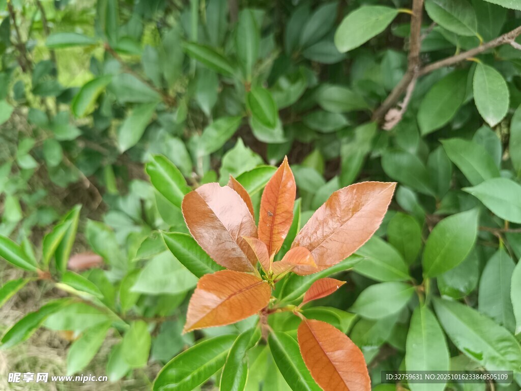 橙红新叶绽于葱郁绿植间