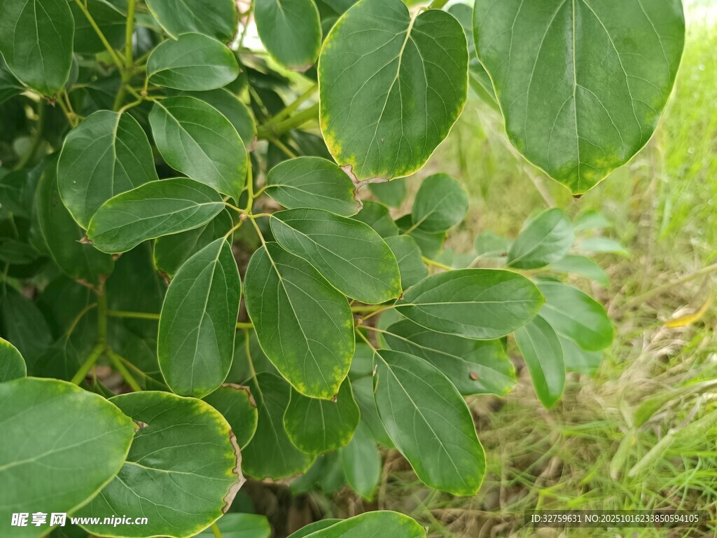 绿叶繁茂的植物