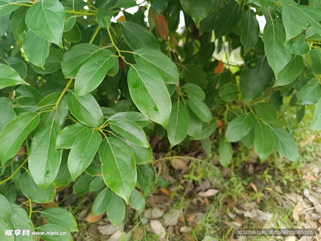 绿叶丛中的白色小花